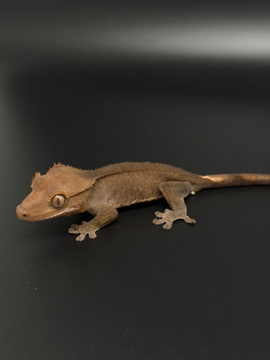 Dark Phantom 100% Het Axanthic Female