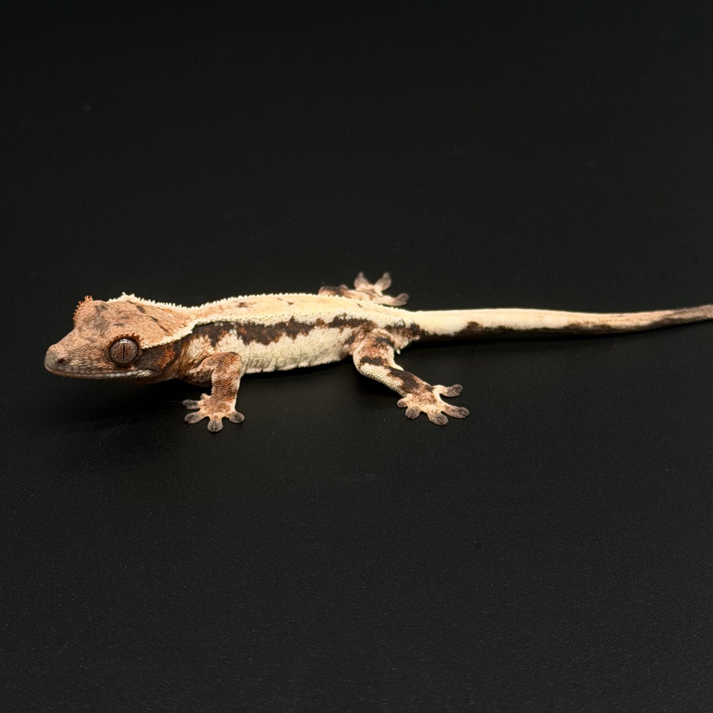 Highway Lilly White NPV High White Baby