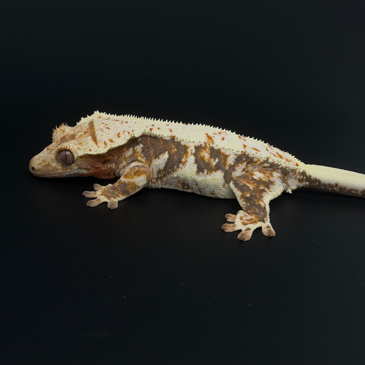 Lilly White Tri-color Female Sub-adult