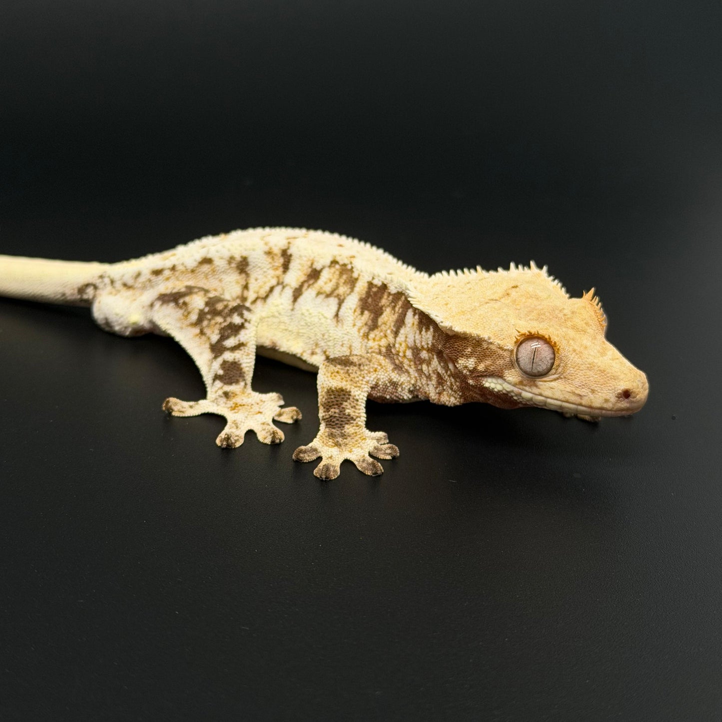 High Coverage Lilly White Male