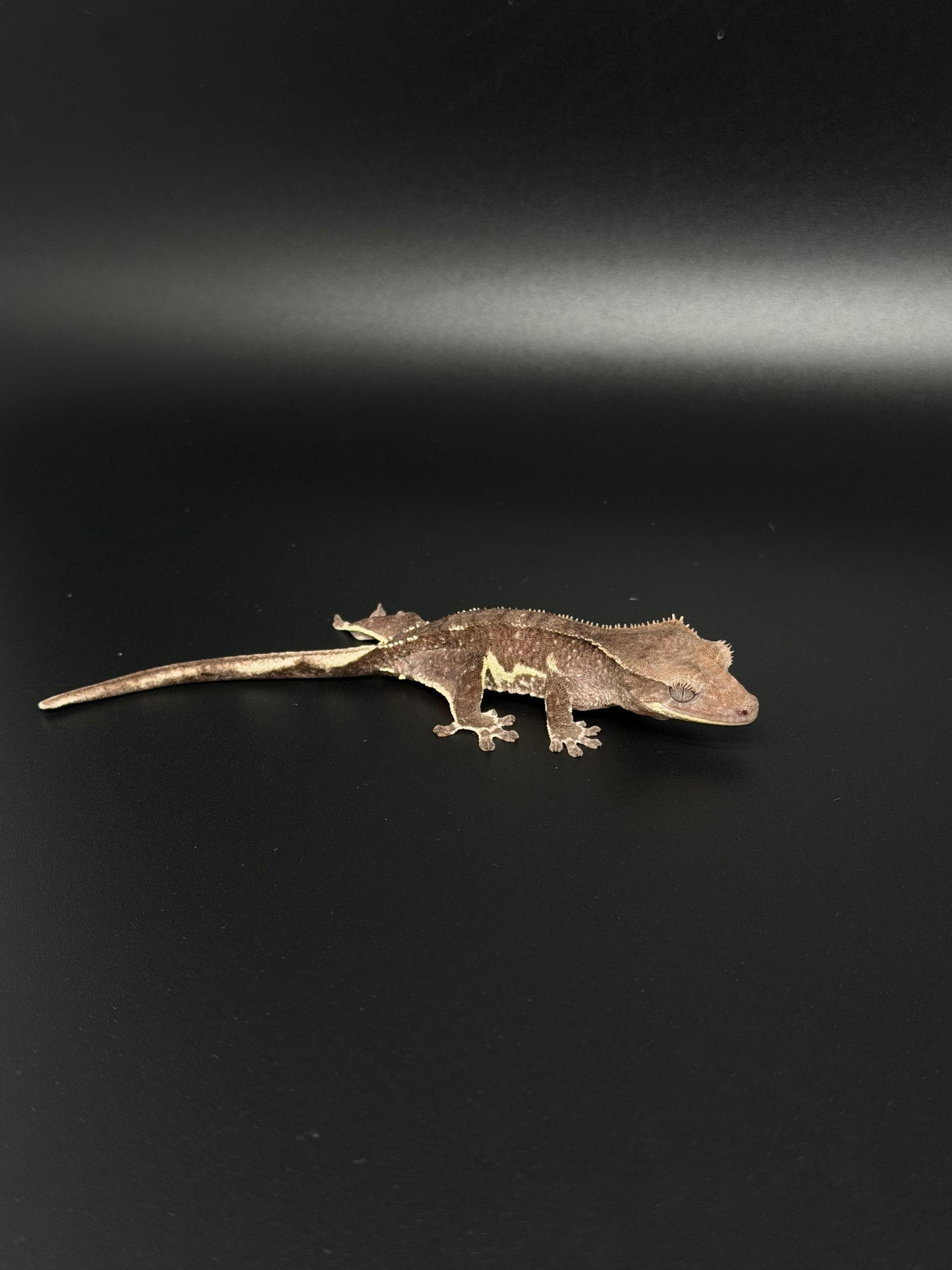 Snowflake Phantom Lilly Axanthic Female