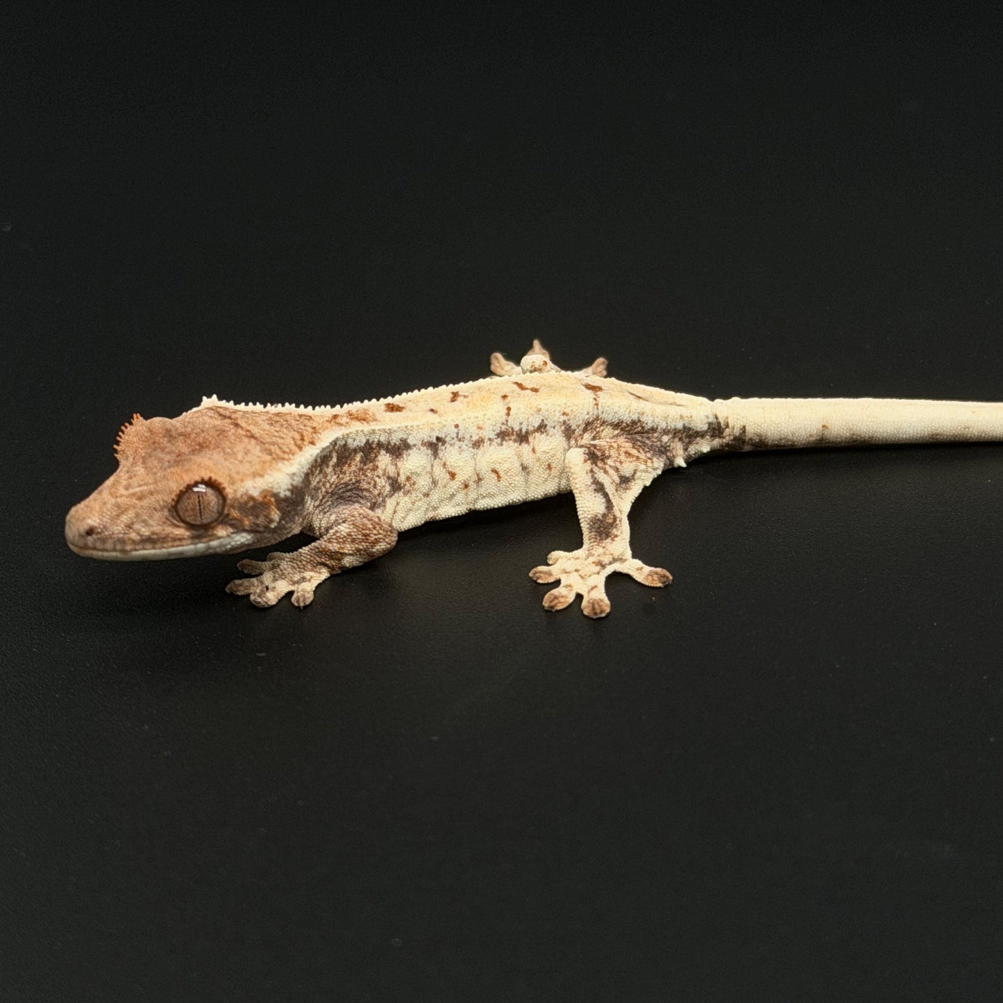 White-Out Frappuccino Baby