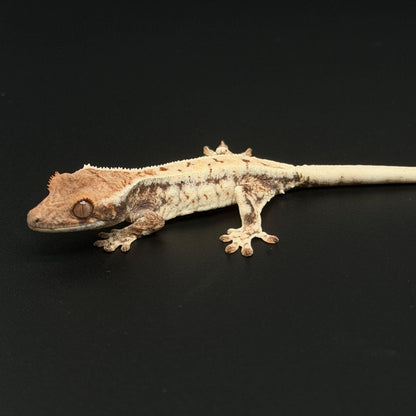 White-Out Frappuccino Baby