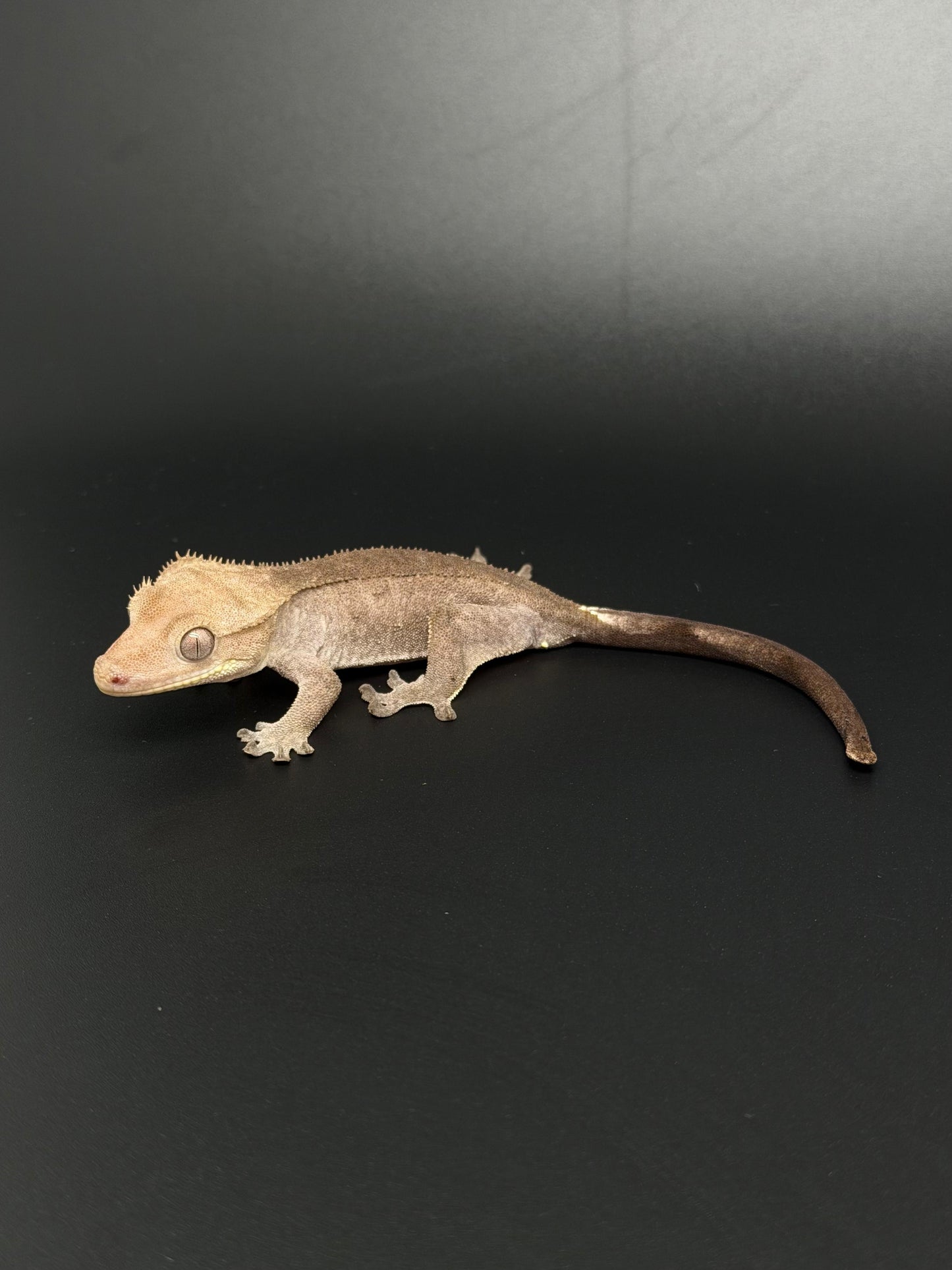 Hypo Phantom Axanthic Female