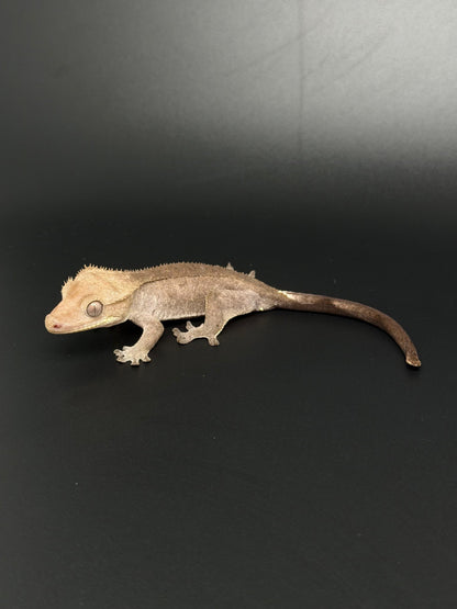 Hypo Phantom Axanthic Female