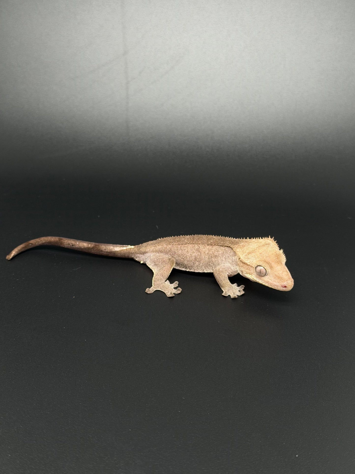 Hypo Phantom Axanthic Female