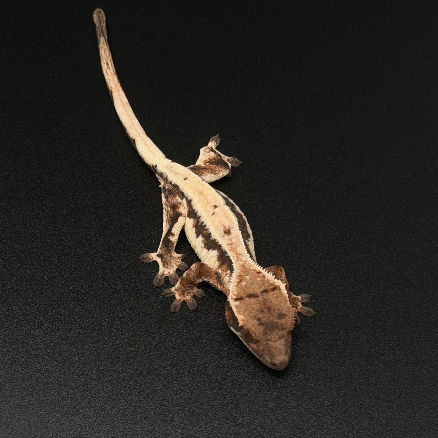 Highway Lilly White NPV High White Baby