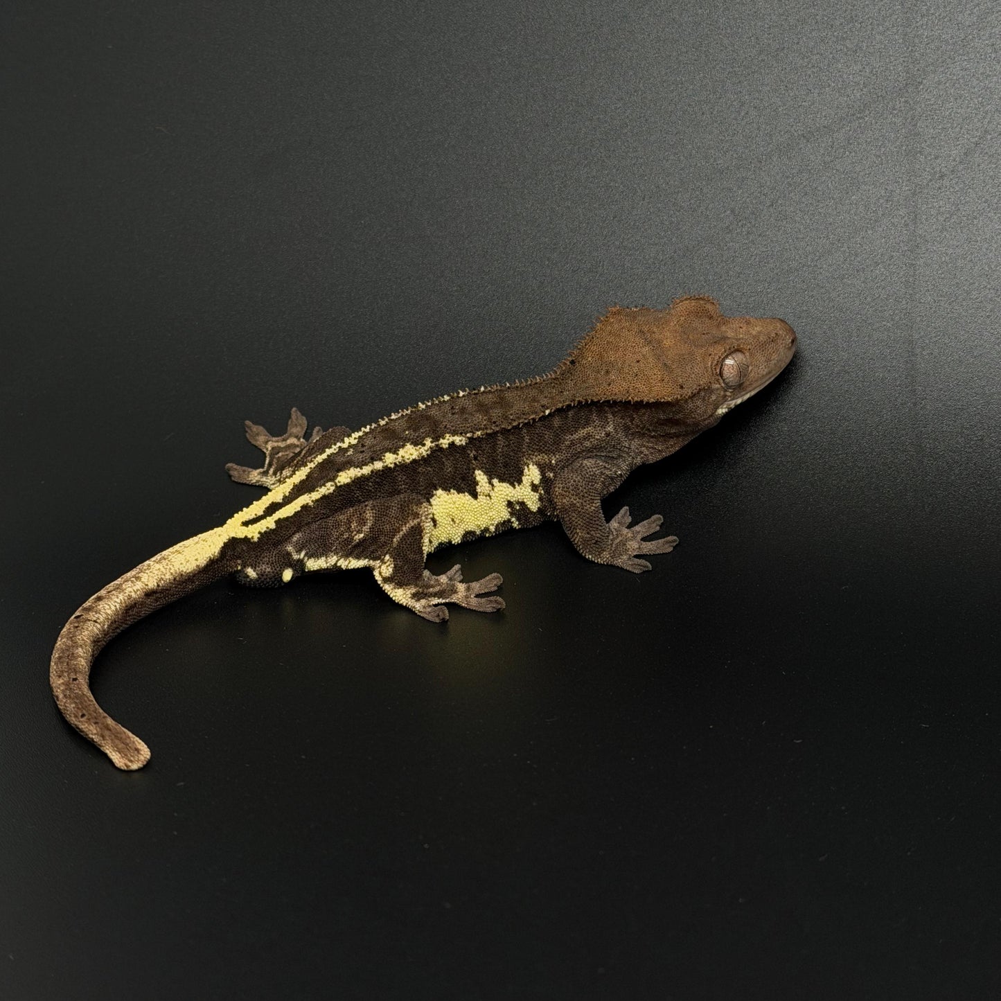 Black Frappuccino Phantom Male