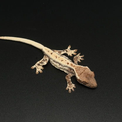 White-Out Frappuccino Baby