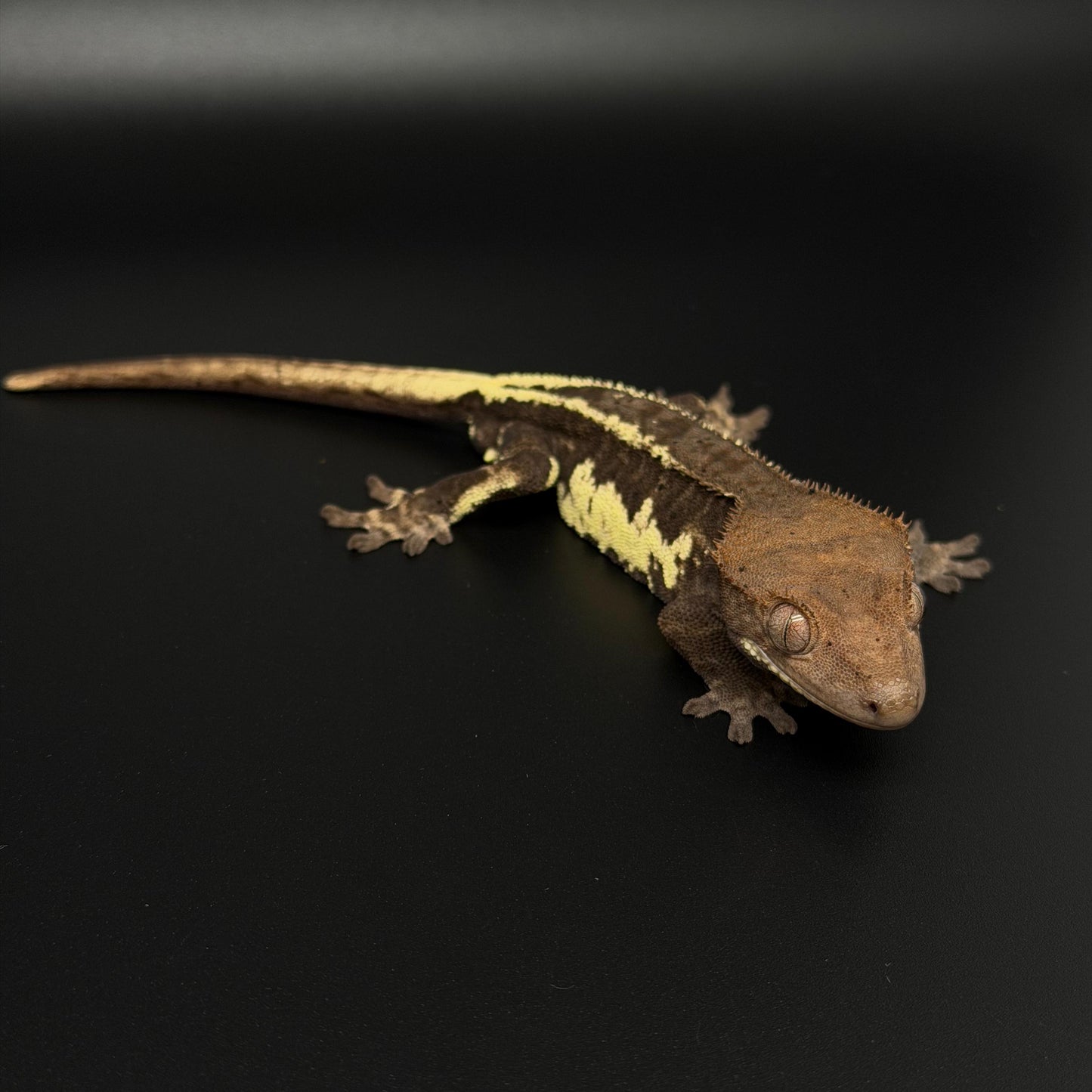 Black Frappuccino Phantom Male