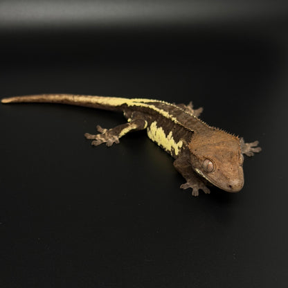 Black Frappuccino Phantom Male