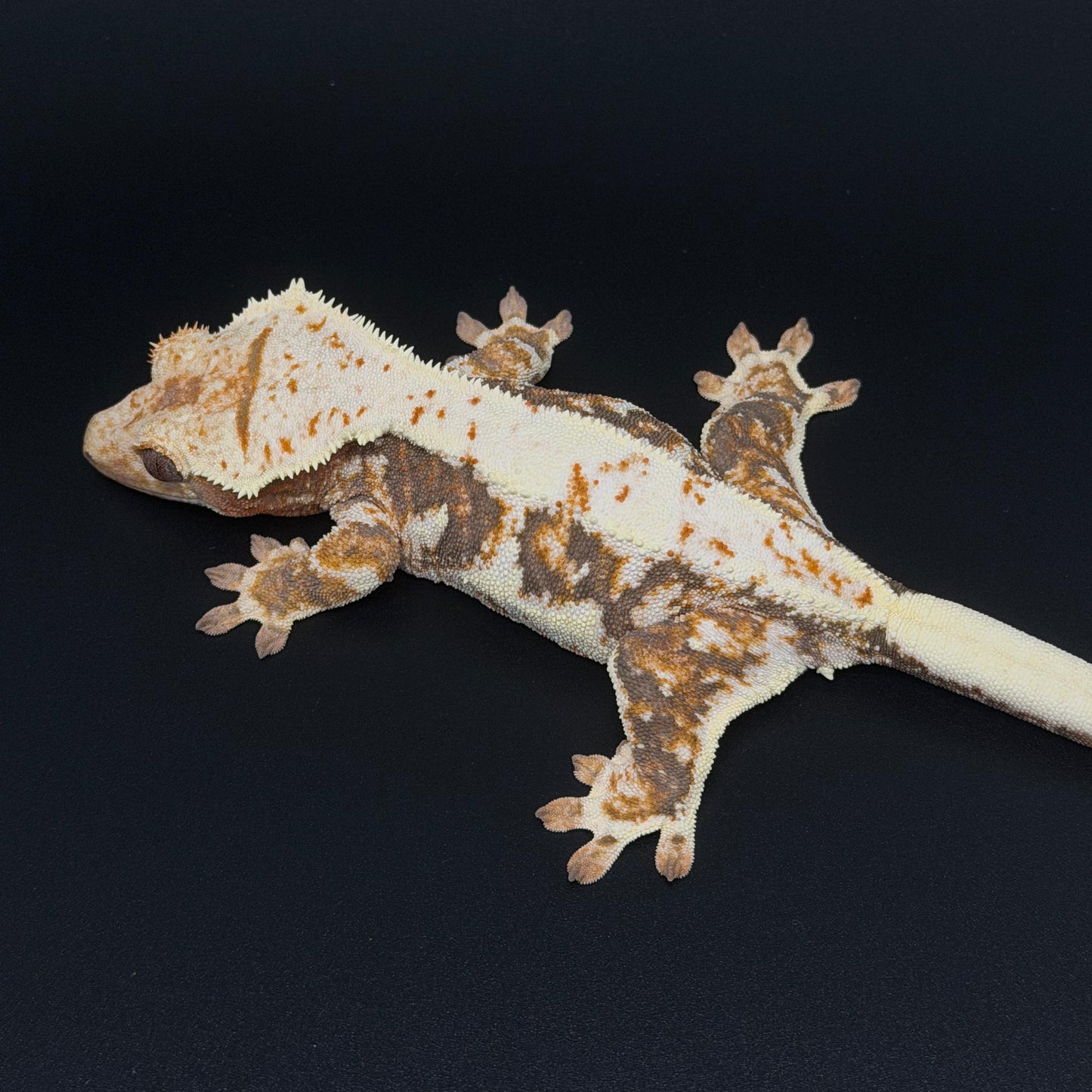 Lilly White Tri-color Female Sub-adult