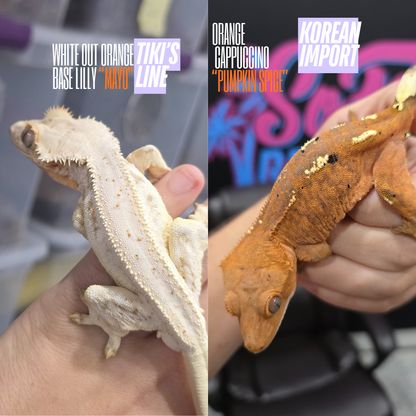 Red Frappuccino with Red Dalmatian Spots Juvenile Male