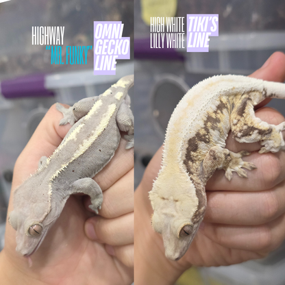 Highway Lilly White NPV High White Baby