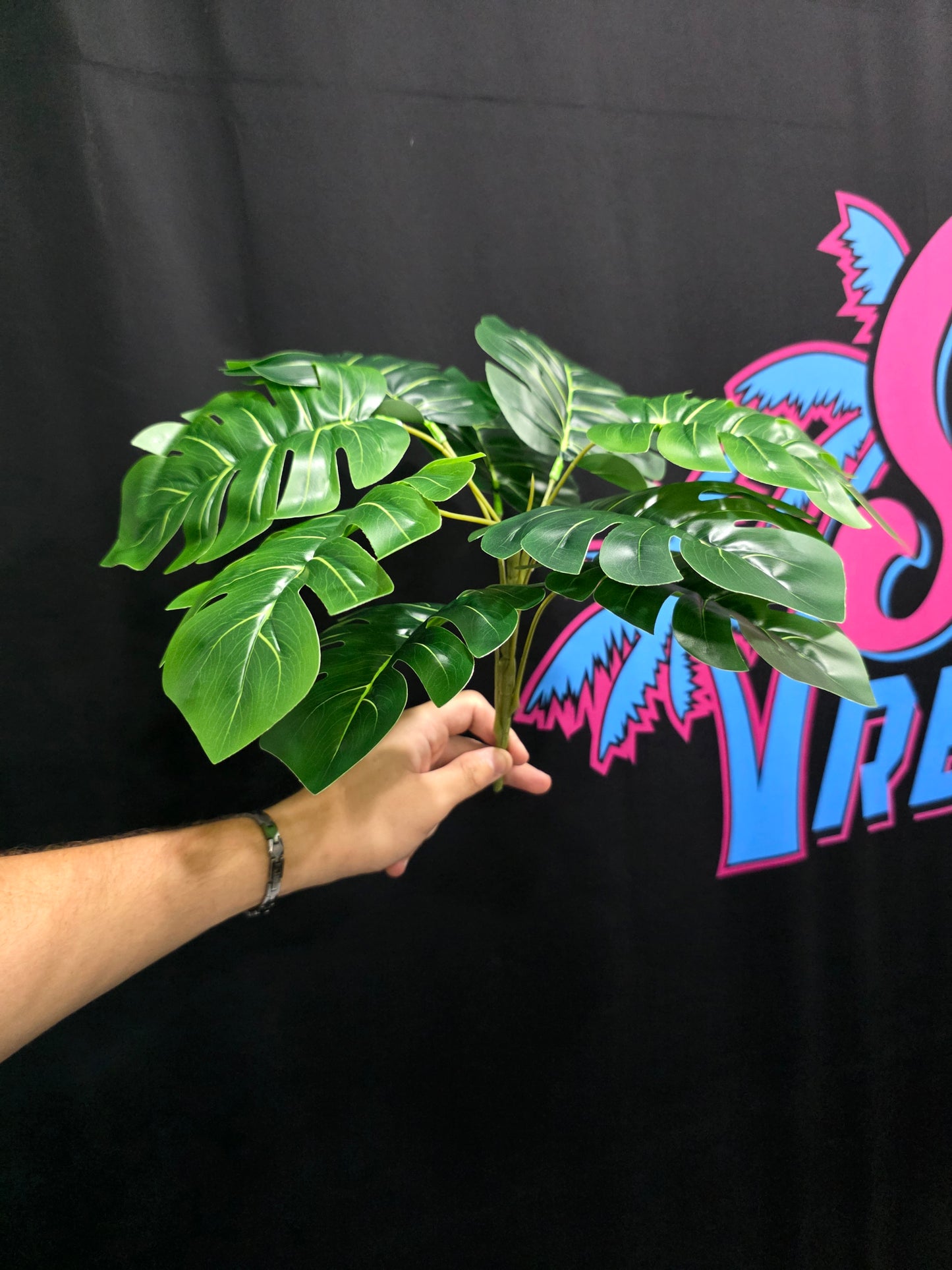 2-Pack Mr. Monstera