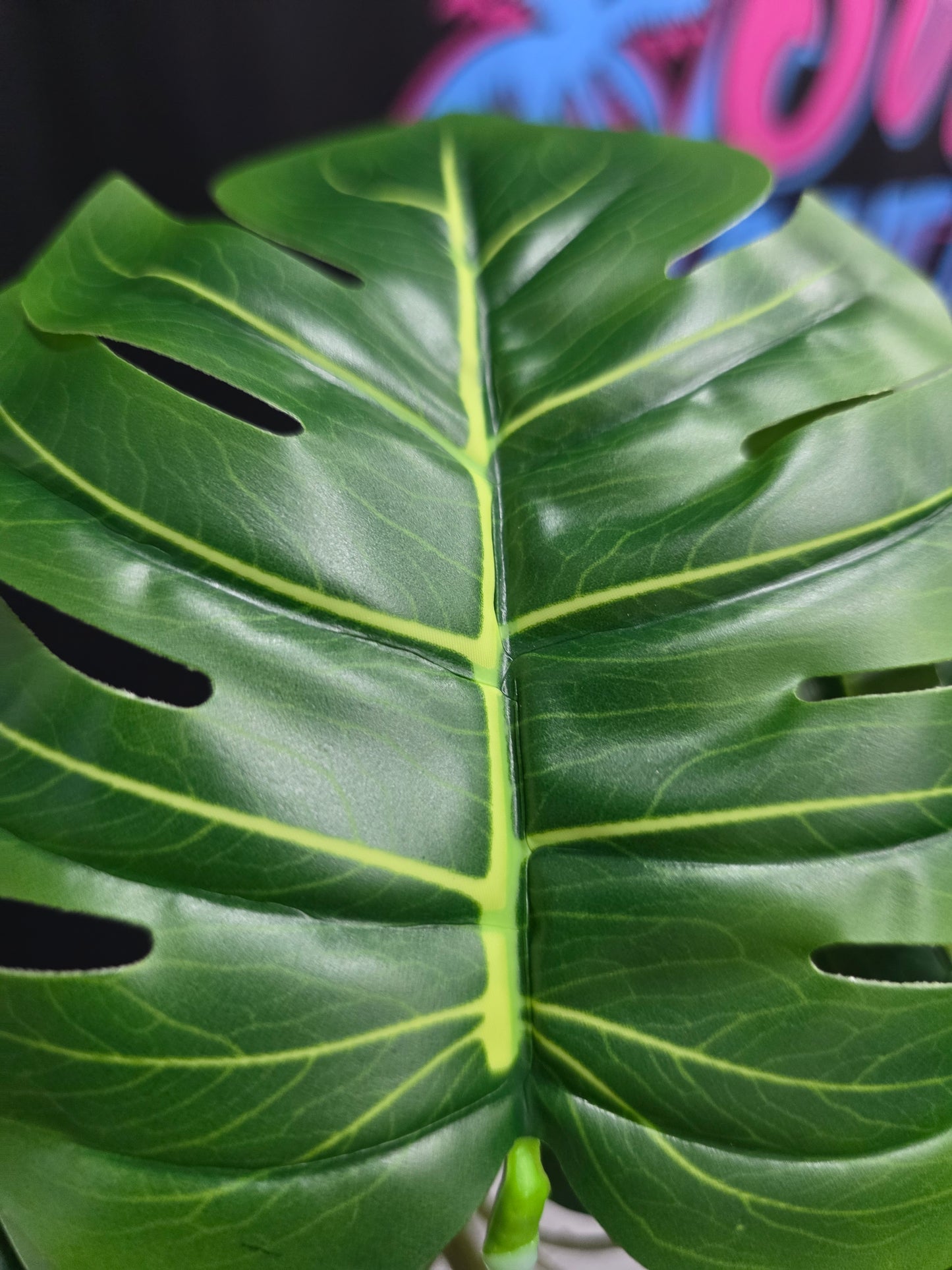 2-Pack Mr. Monstera