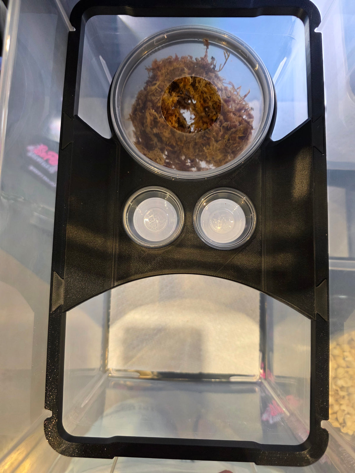 Gecko Loft by SoFlo x Sweet Pea 3D Designs