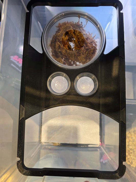 Gecko Loft by SoFlo x Sweet Pea 3D Designs