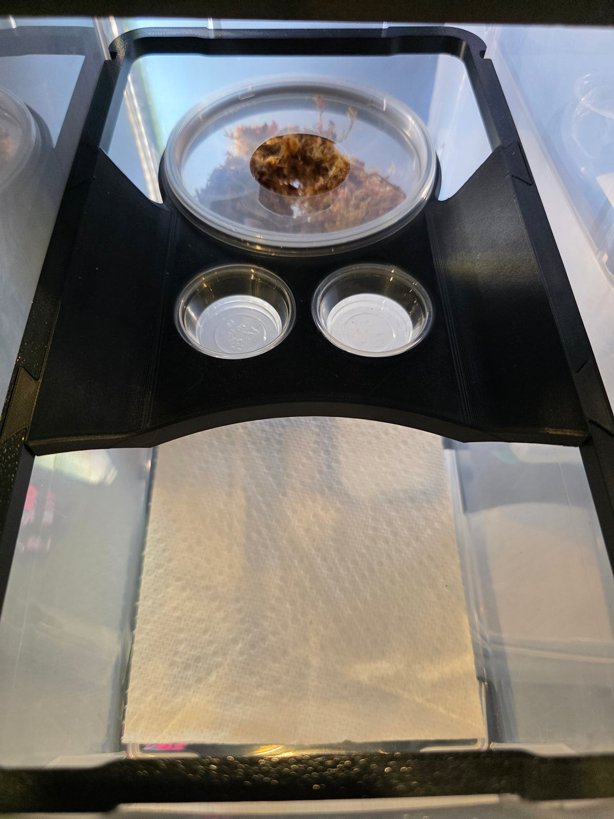 Gecko Loft by SoFlo x Sweet Pea 3D Designs