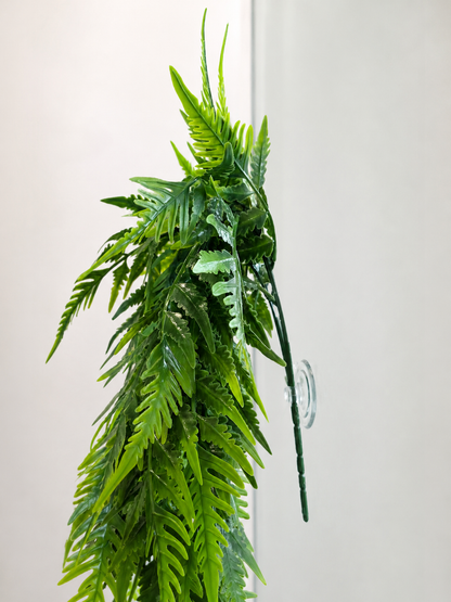 Ferny Fern